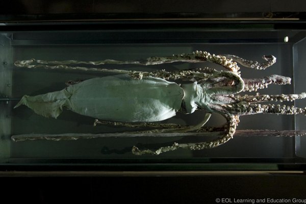 Kraken17 at сайт
