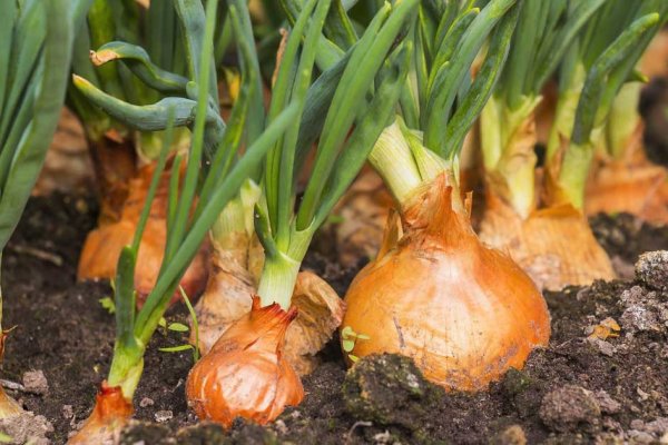 Кракен ссылка onion