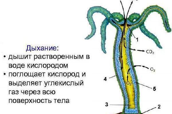 Кракен не работает