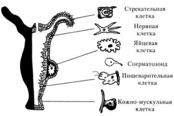 Кракен даркнет лол